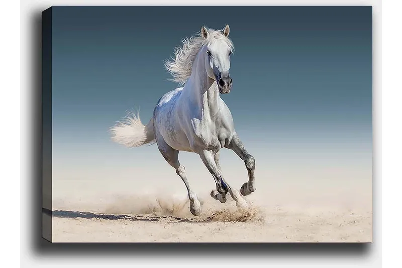 Lerretsbilde 70x100 cm - Hvit hest galopperer gjennom et sandete miljø - Hvit / Beige / Lys blå - Innredning - Bilder & kunst - Lerretsbilder