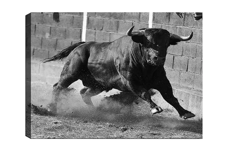 Lerretsbilde 70x100 cm - Kraftig okse i bevegelse, fanget i et øyeblikk av intensitet og styrke, Svart / Grå