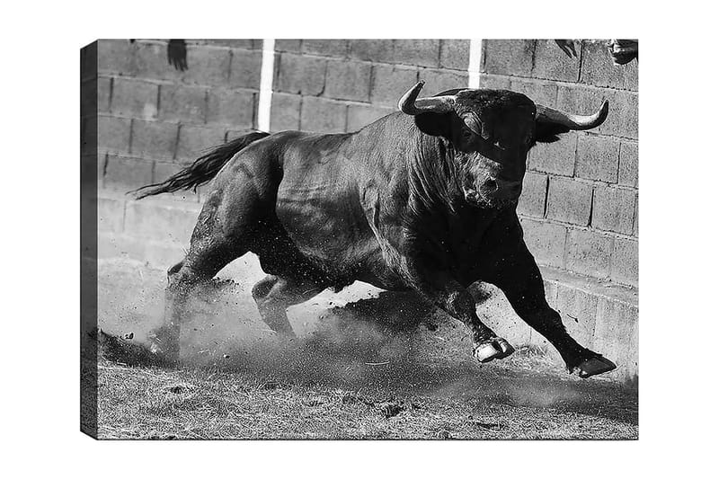 Lerretsbilde 70x100 cm - Kraftig okse i bevegelse, fanget i et øyeblikk av intensitet og styrke - Svart / Grå - Innredning - Bilder & kunst - Lerretsbilder