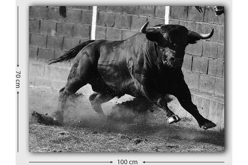 Lerretsbilde 70x100 cm - Kraftig okse i bevegelse, fanget i et øyeblikk av intensitet og styrke - Svart / Grå - Innredning - Bilder & kunst - Lerretsbilder