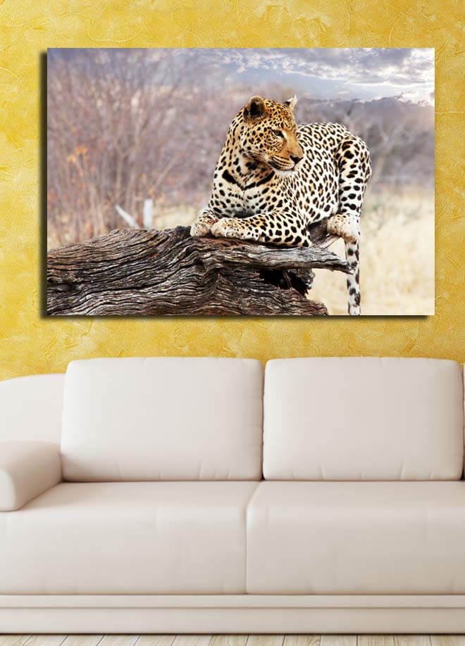 Lerretsbilde 70x100 cm - Leopard hviler på en trestamme i et naturlig miljø - Gull / Svart / Brun - Innredning - Bilder & kunst - Lerretsbilder