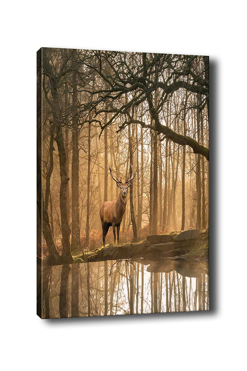 Lerretsbilde 70x100 cm - Majestetisk elg står ved en speilblank innsjø omgitt av tåkete skoger - Brun / Gull / Grønn - Innredning - Bilder & kunst - Lerretsbilder
