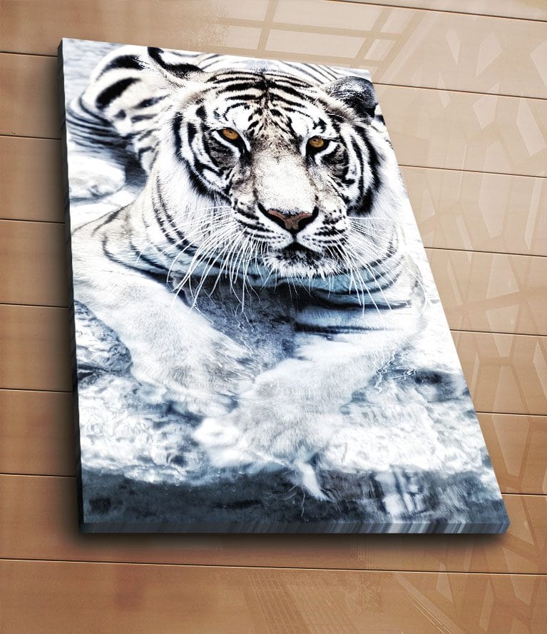 Lerretsbilde 70x100 cm - Majestetisk hvit tiger som ligger i vannet - Hvit / Svart / Grå - Innredning - Bilder & kunst - Lerretsbilder