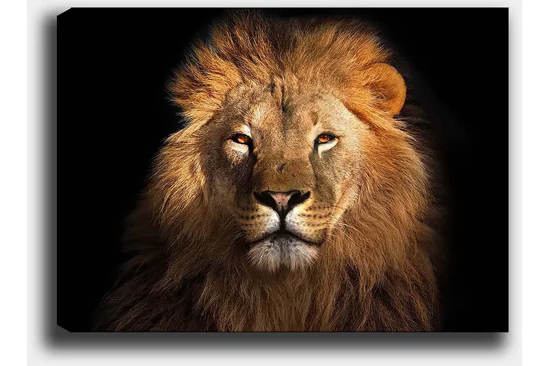 Lerretsbilde 70x100 cm - Majestetisk løvehode med intenst blikk - Gull / Brun / Svart - Innredning - Bilder & kunst - Lerretsbilder