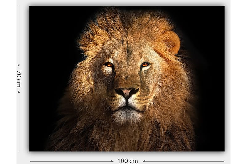 Lerretsbilde 70x100 cm - Majestetisk løvehode med intenst blikk - Gull / Brun / Svart - Innredning - Bilder & kunst - Lerretsbilder