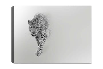 Lerretsbilde 70x100 cm - Majestetisk leopard som beveger seg fremover i en stilig og minimalistisk komposisjon - Svart / Grå - Innredning - Bilder & kunst - Lerretsbilder