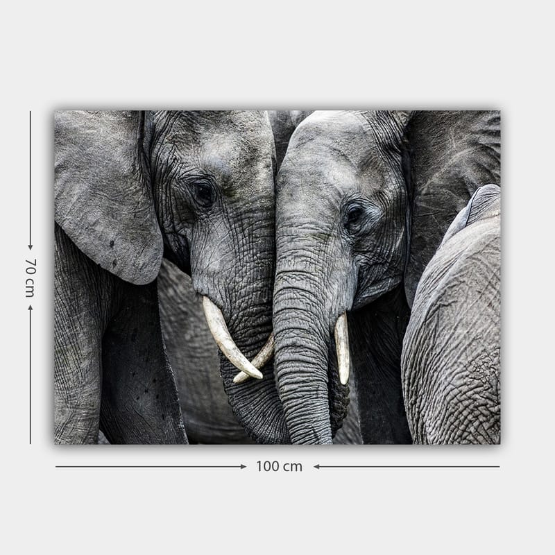 Lerretsbilde 70x100 cm - Nærbilde av elefanter som viser ansiktene sine og beiter i en intim samling - Grå / Hvit - Innredning - Bilder & kunst - Lerretsbilder