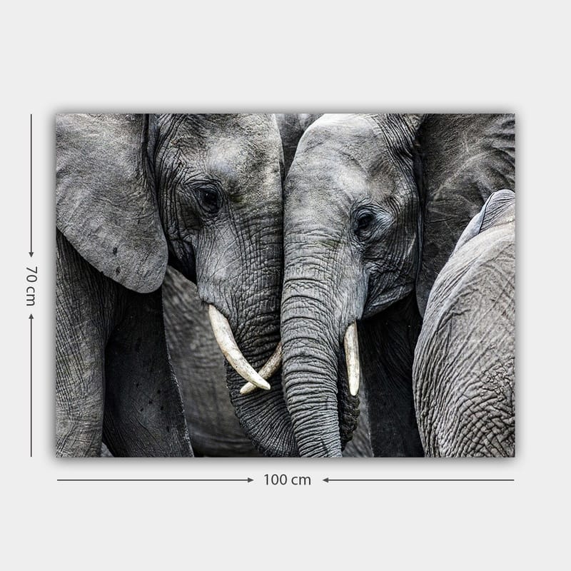 Lerretsbilde 70x100 cm - Nærbilde av elefanter som viser ansiktene sine og beiter i en intim samling - Grå / Hvit - Innredning - Bilder & kunst - Lerretsbilder