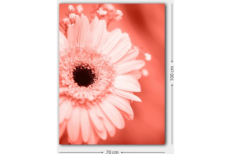 Lerretsbilde 70x100 cm - Nærbilde av en rosa blomst med mørk midt - Rosa / Svart - Innredning - Bilder & kunst - Lerretsbilder