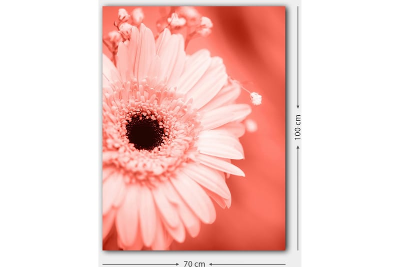 Lerretsbilde 70x100 cm - Nærbilde av en rosa blomst med mørk midt - Rosa / Svart - Innredning - Bilder & kunst - Lerretsbilder