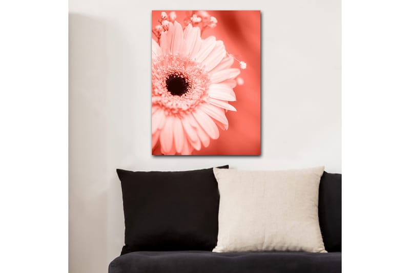 Lerretsbilde 70x100 cm - Nærbilde av en rosa blomst med mørk midt - Rosa / Svart - Innredning - Bilder & kunst - Lerretsbilder
