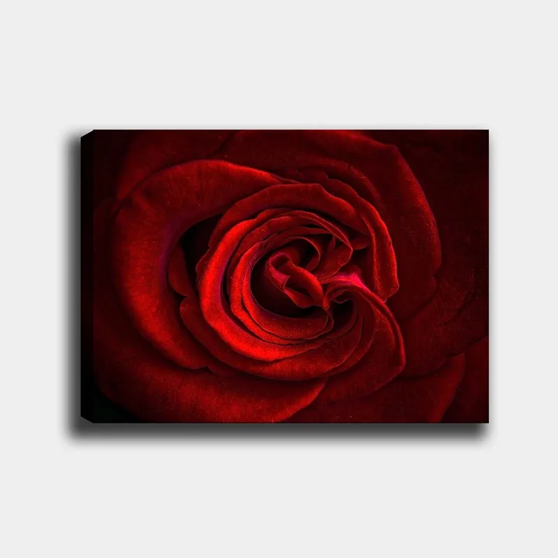 Lerretsbilde 70x100 cm - Nærbilde av en vakker rød rose med detaljerte kronblader - Rød / Mørk rød - Innredning - Bilder & kunst - Lerretsbilder