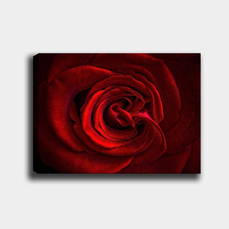 Lerretsbilde 70x100 cm - Nærbilde av en vakker rød rose med detaljerte kronblader, Rød / Mørk rød