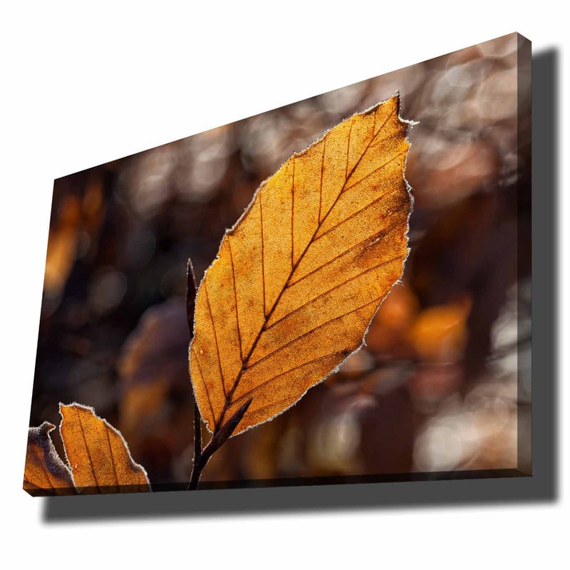 Lerretsbilde 70x100 cm - Nærbilde av et gyllent høstblad med detaljerte årer, Gyllenoransje / Brun