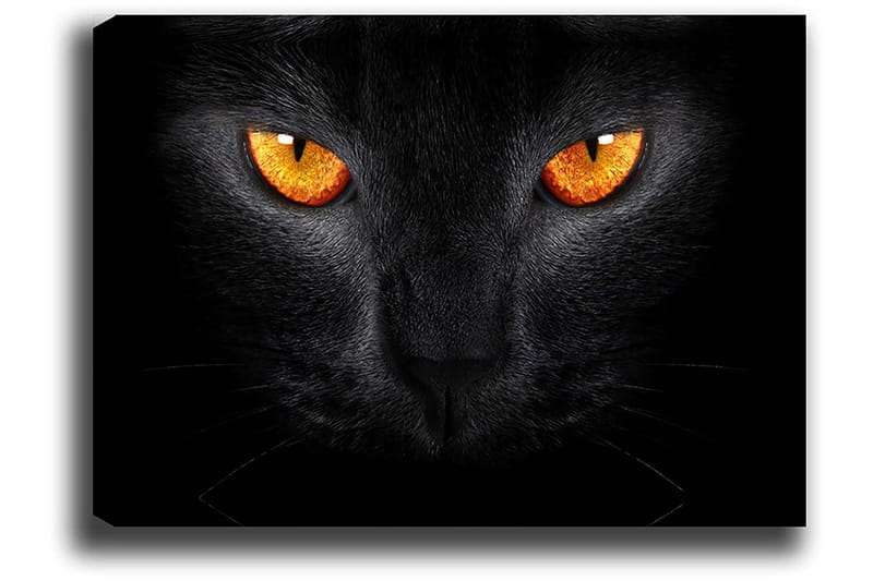 Lerretsbilde 70x100 cm - Nærbilde av et svart kattehode med intense øyne - Svart / Oransje - Innredning - Bilder & kunst - Lerretsbilder