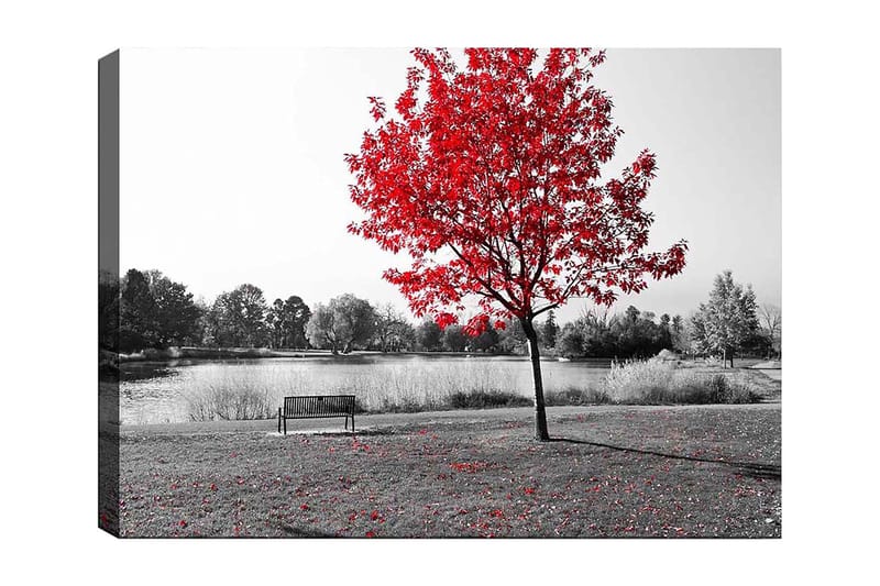 Lerretsbilde 70x100 cm - Rødt løvfellende tre i et svart-hvitt parkmiljø ved en innsjø - Rød / Svart / Grå - Innredning - Bilder & kunst - Lerretsbilder