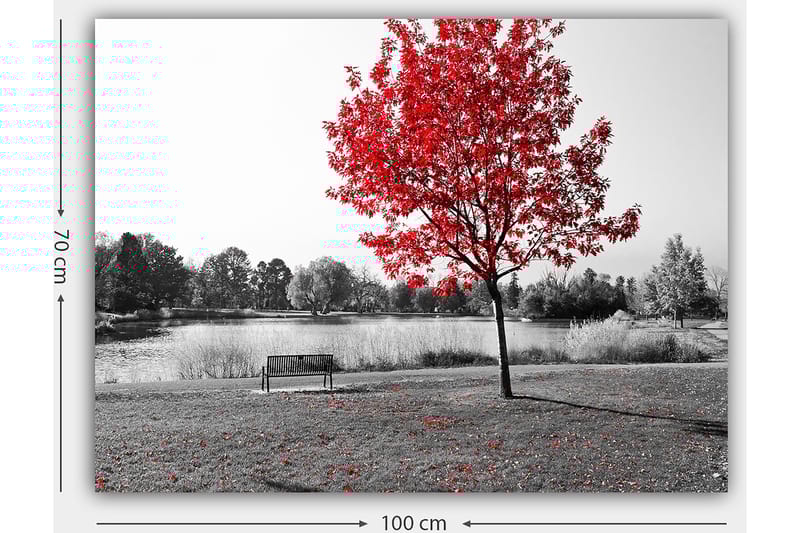 Lerretsbilde 70x100 cm - Rødt løvfellende tre i et svart-hvitt parkmiljø ved en innsjø - Rød / Svart / Grå - Innredning - Bilder & kunst - Lerretsbilder