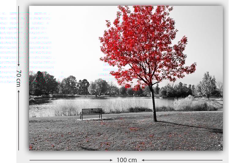 Lerretsbilde 70x100 cm - Rødt løvfellende tre i et svart-hvitt parkmiljø ved en innsjø - Rød / Svart / Grå - Innredning - Bilder & kunst - Lerretsbilder