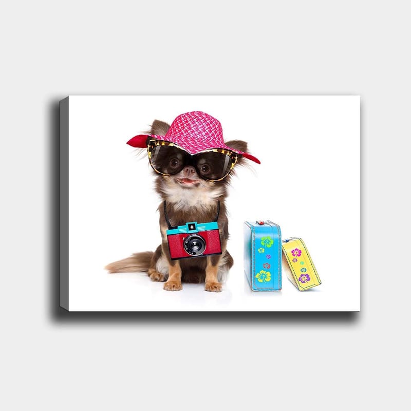 Lerretsbilde 70x100 cm - Søt chihuahua med solhatt og solbriller, med et kamera hengende rundt halsen, Rosa / Blå / Rød