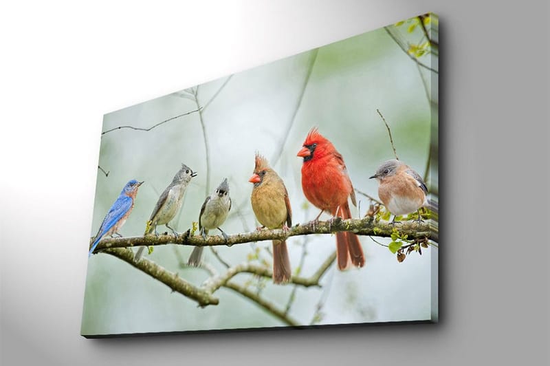 Lerretsbilde 70x100 cm - Samling av fargerike fugler som sitter på en gren - Blå / Rød / Grå - Innredning - Bilder & kunst - Lerretsbilder