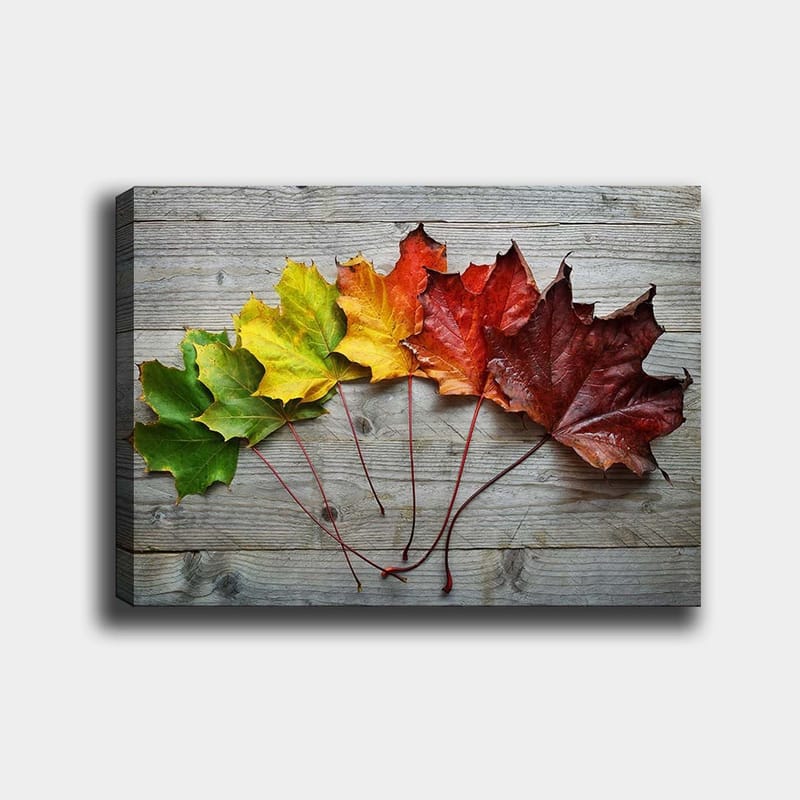 Lerretsbilde 70x100 cm - Samling av fargerike høstblader i forskjellige nyanser på en treflate, Grønn / Gul / Rød