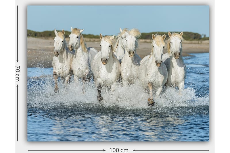 Lerretsbilde 70x100 cm - Seks hvite hester galopperer gjennom vannet - Hvit / Lys blond - Innredning - Bilder & kunst - Lerretsbilder