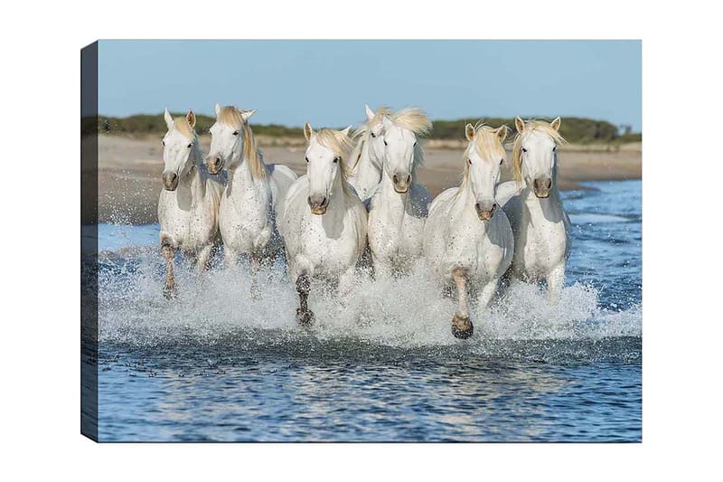 Lerretsbilde 70x100 cm - Seks hvite hester galopperer gjennom vannet, Hvit / Lys blond