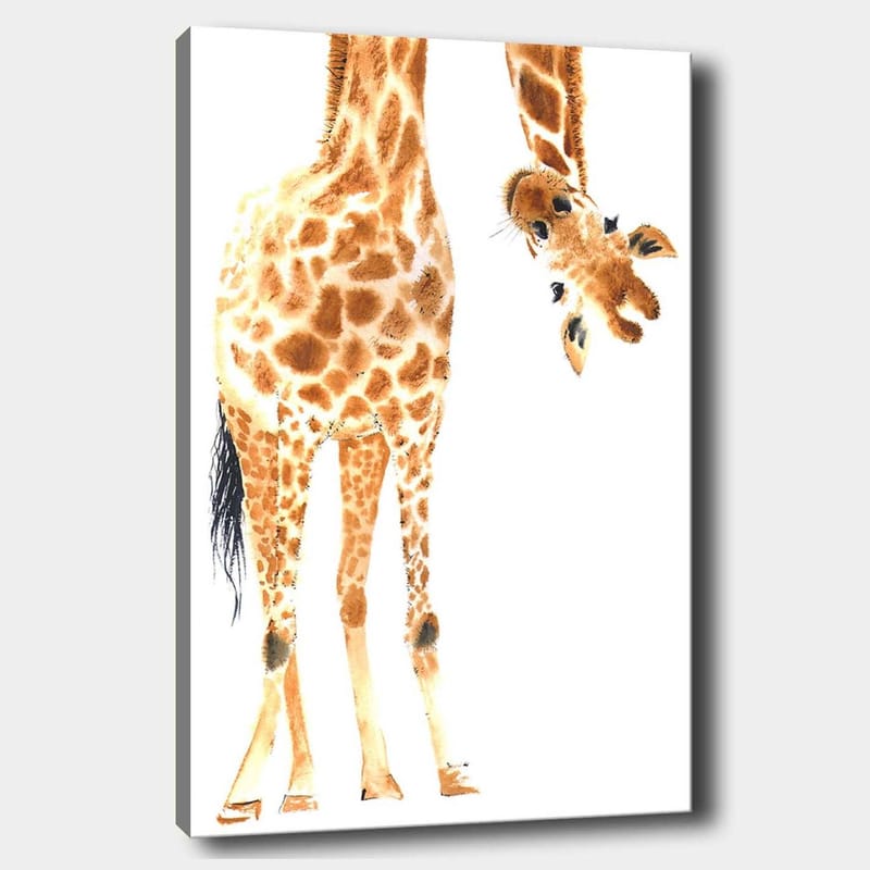 Lerretsbilde 70x100 cm - Sjiraff med karakteristiske flekker som strekker seg mot betrakteren, Oransje / Brun / Svart