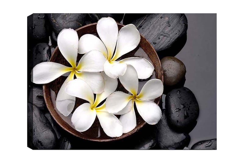 Lerretsbilde 70x100 cm - Skål med hvite blomster og svarte steiner, Hvit / Svart / Gul