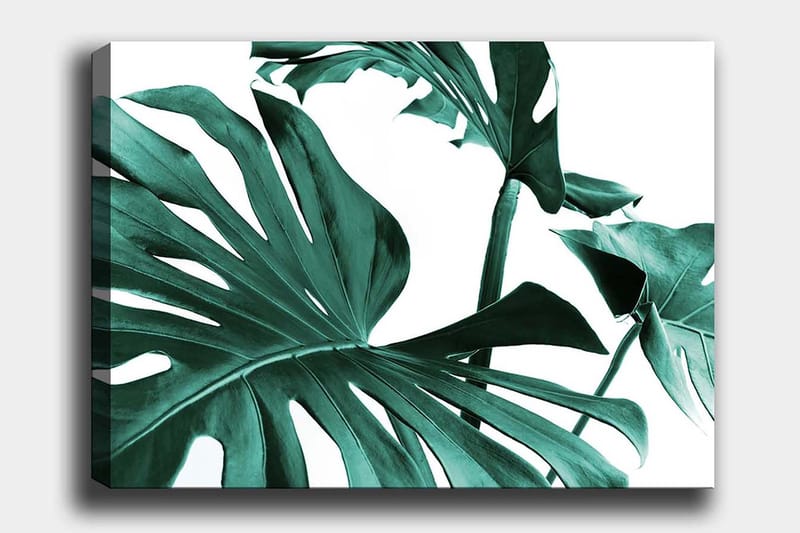 Lerretsbilde 70x100 cm - Stiliserte grønne palmeblader mot hvit bakgrunn, Mørkegrønn / Turkis