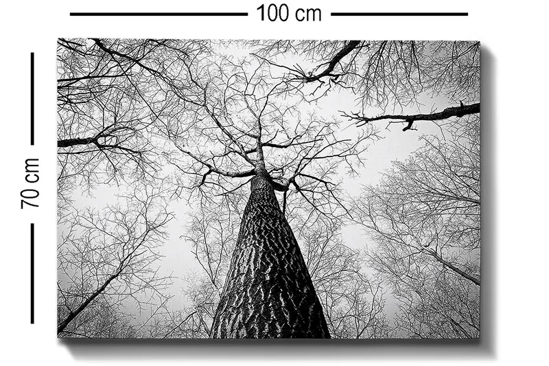 Lerretsbilde 70x100 cm - Svart-hvitt-bilde av et tre som strekker seg opp mot en lys himmel, sett fra bakken - Svart / Hvit / Grå - Innredning - Bilder & kunst - Lerretsbilder