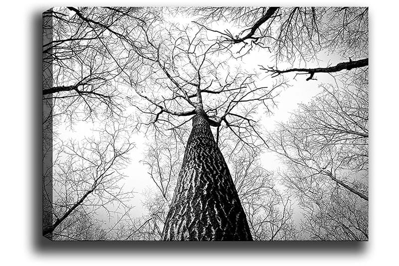 Lerretsbilde 70x100 cm - Svart-hvitt-bilde av et tre som strekker seg opp mot en lys himmel, sett fra bakken - Svart / Hvit / Grå - Innredning - Bilder & kunst - Lerretsbilder