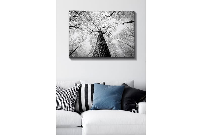Lerretsbilde 70x100 cm - Svart-hvitt-bilde av et tre som strekker seg opp mot en lys himmel, sett fra bakken, Svart / Hvit / Grå