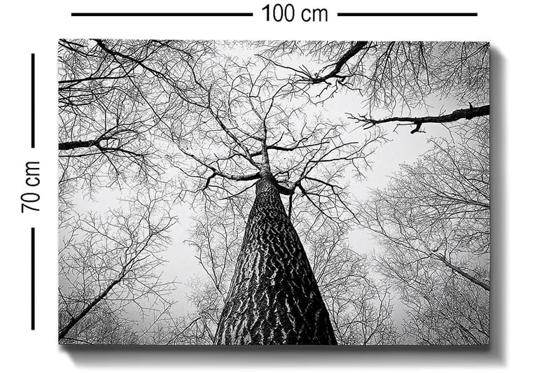 Lerretsbilde 70x100 cm - Svart-hvitt-bilde av et tre som strekker seg opp mot en lys himmel, sett fra bakken - Svart / Hvit / Grå - Innredning - Bilder & kunst - Lerretsbilder