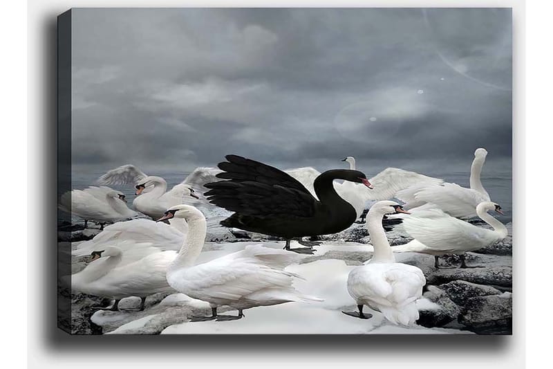 Lerretsbilde 70x100 cm - Svart svane omgitt av flere hvite svaner på en steinete strand - Hvit / Svart / Grå - Innredning - Bilder & kunst - Lerretsbilder