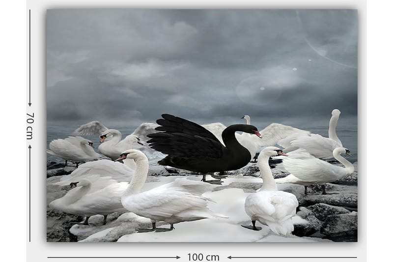 Lerretsbilde 70x100 cm - Svart svane omgitt av flere hvite svaner på en steinete strand - Hvit / Svart / Grå - Innredning - Bilder & kunst - Lerretsbilder