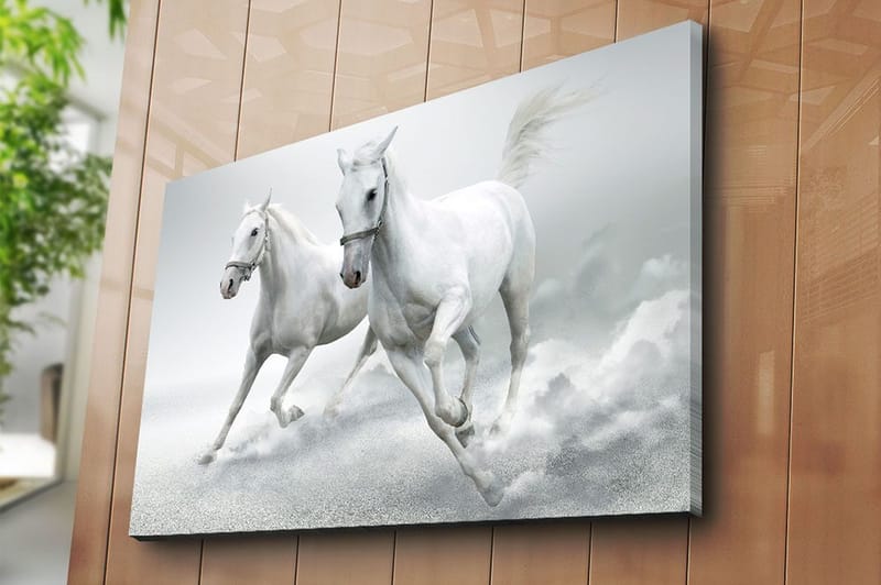 Lerretsbilde 70x100 cm - To hvite hester galopperer fremover i en dynamisk bevegelse - Hvit / Grå - Innredning - Bilder & kunst - Lerretsbilder
