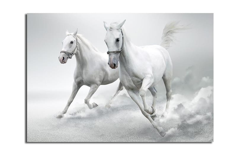 Lerretsbilde 70x100 cm - To hvite hester galopperer fremover i en dynamisk bevegelse, Hvit / Grå