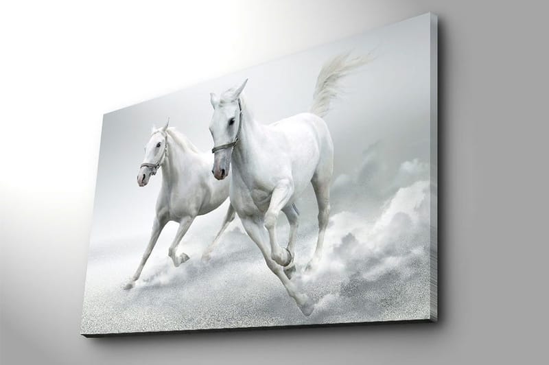Lerretsbilde 70x100 cm - To hvite hester galopperer fremover i en dynamisk bevegelse - Hvit / Grå - Innredning - Bilder & kunst - Lerretsbilder