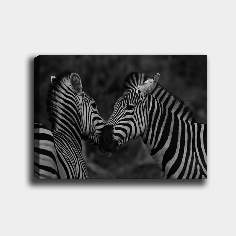 Lerretsbilde 70x100 cm - To sebraer som står tett inntil hverandre og viser sin samhørighet, Svart / Hvit