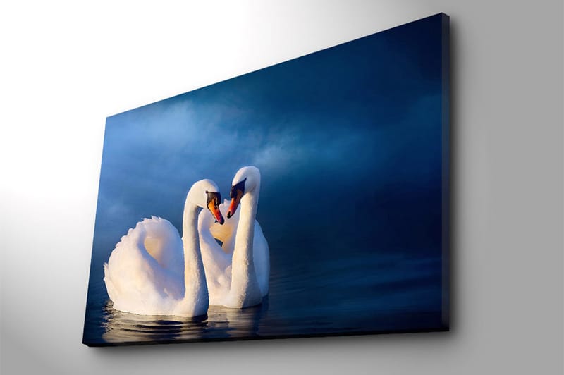 Lerretsbilde 70x100 cm - To svaner som danner et hjerte med halsen i en romantisk og fredelig atmosfære - Hvit / Mørk blå - Innredning - Bilder & kunst - Lerretsbilder