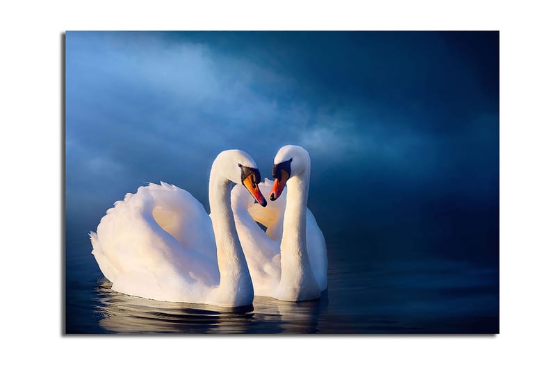 Lerretsbilde 70x100 cm - To svaner som danner et hjerte med halsen i en romantisk og fredelig atmosfære - Hvit / Mørk blå - Innredning - Bilder & kunst - Lerretsbilder