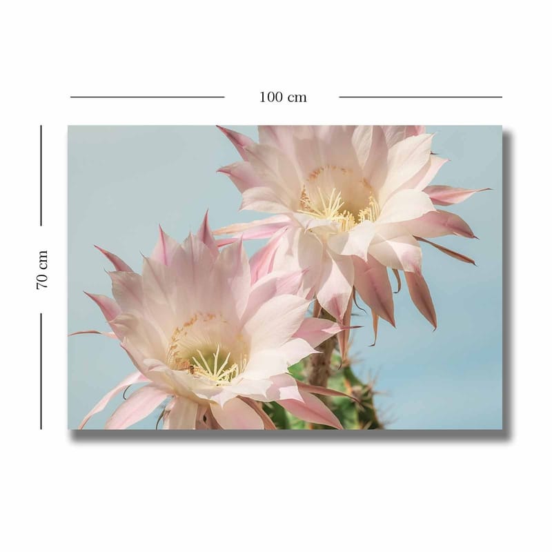 Lerretsbilde 70x100 cm - To vakre kaktusblomster i pastellfarger - Lys rosa / Grønn - Innredning - Bilder & kunst - Lerretsbilder