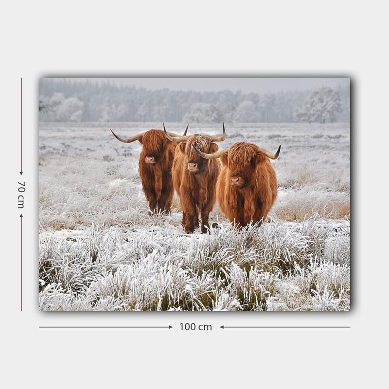 Lerretsbilde 70x100 cm - Tre høylandssauer i et frostlandskap - Oransje / Hvit / Grå - Innredning - Bilder & kunst - Lerretsbilder