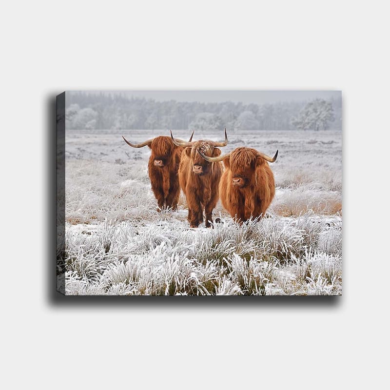 Lerretsbilde 70x100 cm - Tre høylandssauer i et frostlandskap - Oransje / Hvit / Grå - Innredning - Bilder & kunst - Lerretsbilder
