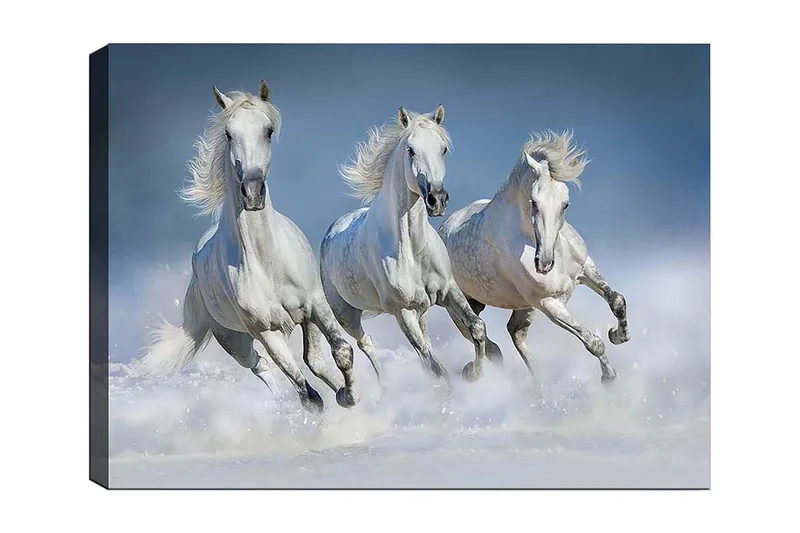 Lerretsbilde 70x100 cm - Tre hvite hester galopperer gjennom vannet, Hvit / Lys blå
