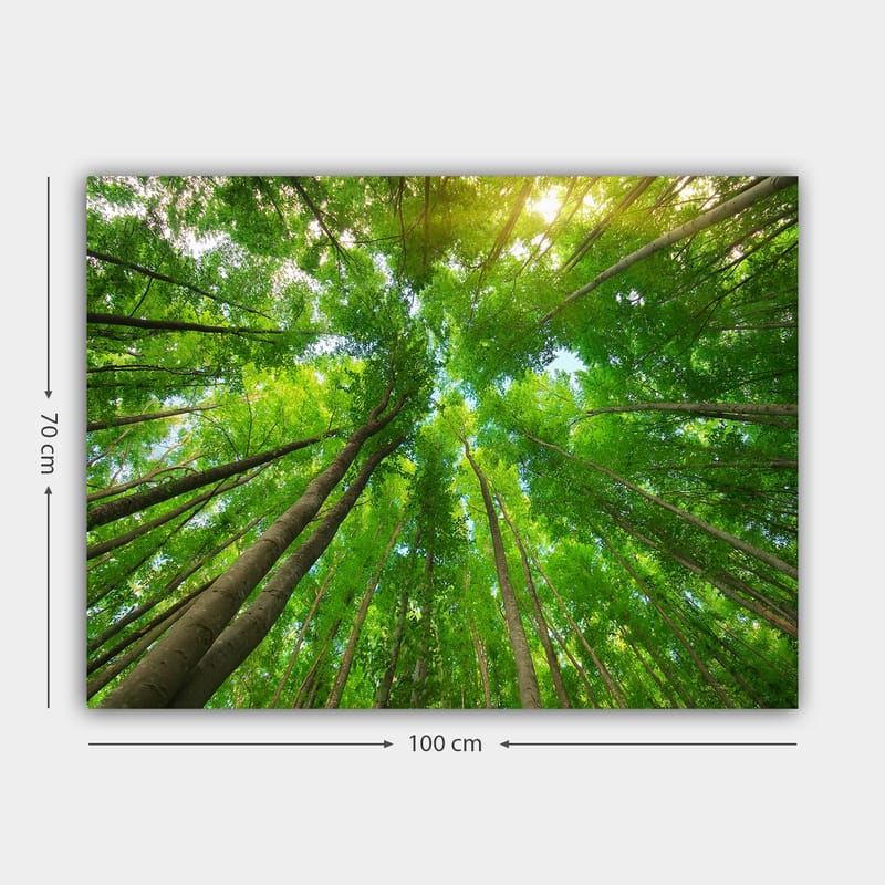 Lerretsbilde 70x100 cm - Utsikt over høye trær sett fra bakken, som strekker seg mot en klar himmel - Grønn / Brun - Innredning - Bilder & kunst - Lerretsbilder