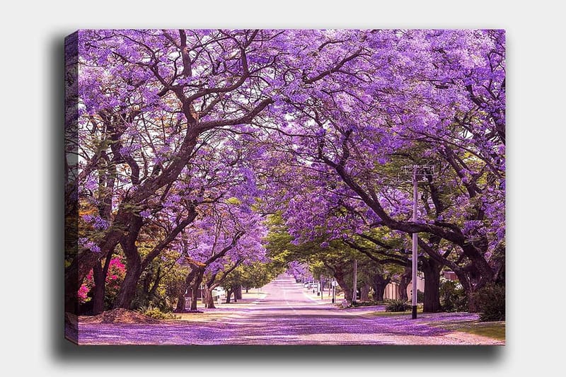 Lerretsbilde 70x100 cm - Vakker allé med lilla blomstrende trær som skaper en drømmeaktig atmosfære - Lilla / Grønn - Innredning - Bilder & kunst - Lerretsbilder