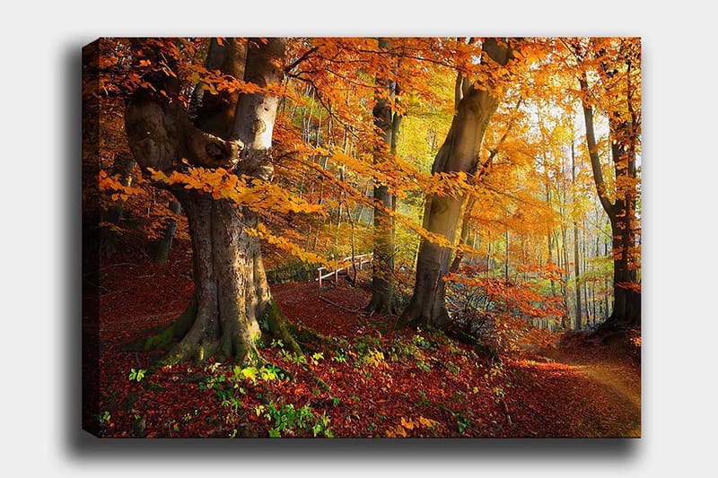 Lerretsbilde 70x100 cm - Vakker høstskog med fargerike trær og falne blader, Oransje / Rød / Brun