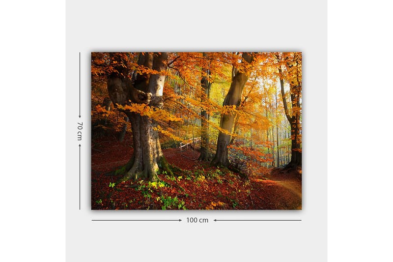 Lerretsbilde 70x100 cm - Vakker høstskog med fargerike trær og falne blader - Oransje / Rød / Brun - Innredning - Bilder & kunst - Lerretsbilder